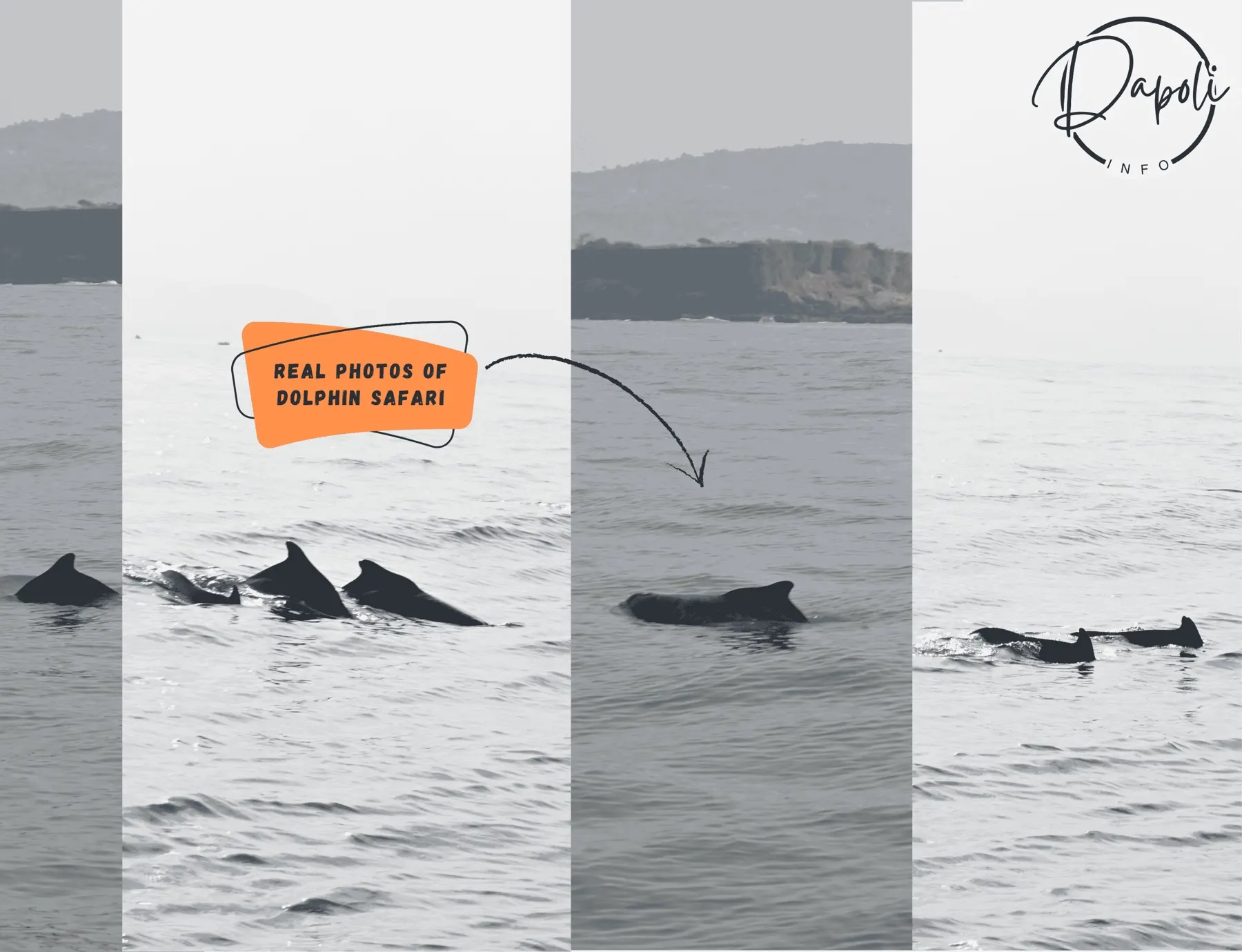 Real photos of humpback dolphins surfacing during a Dapoli dolphin safari